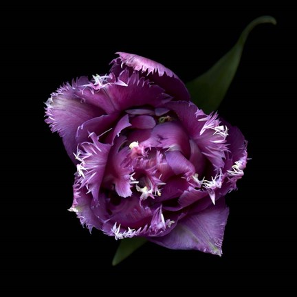 Framed Fringed Pink Tulip Print