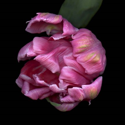 Framed Pink Parrot Tulip 1 Print