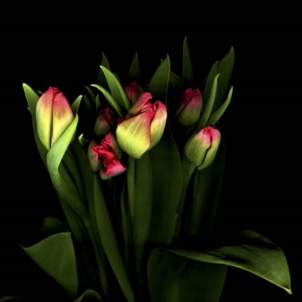 Framed Tulips 1 Print