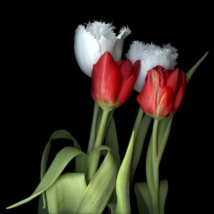 Framed Tulips From Amsterdam Print