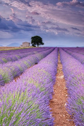 Framed Rows Of Lavender Print