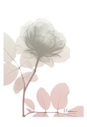 Framed Serenity Rose Print