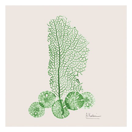 Framed Emerald Sea Fan and Sand Dollar Print