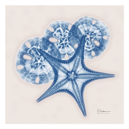 Framed Cerulean Starfish and Sand Dollar Print
