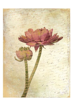 Framed Ranunculus Bloom 1 Print