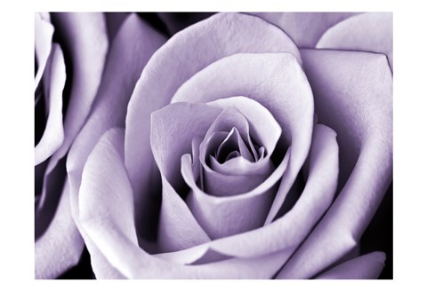 Framed Lavender Rose Print