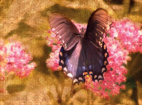 Framed Madam Butterfly Print