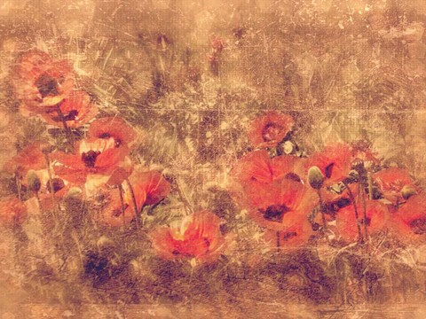 Framed Poppy Meadow Print