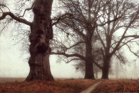 Framed Misty Trees Print