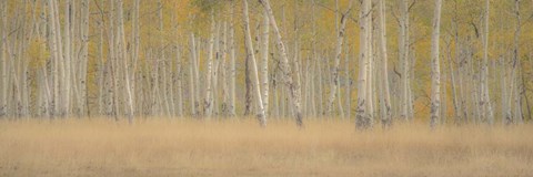 Framed Aspens Panorama Print