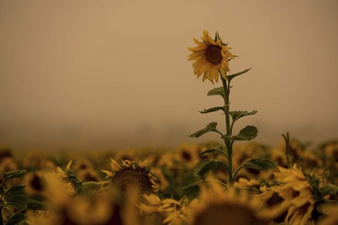 Framed Sunflowers Fog Print