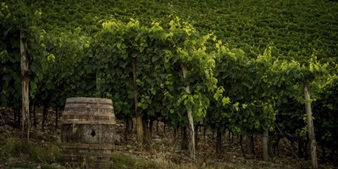 Framed Grapevines and Barrel Print