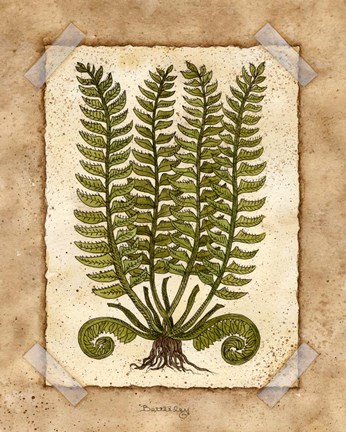 Framed Fern 2 Print