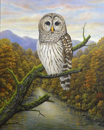 Framed Barred Owl Print