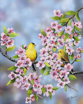 Framed Finches In Cherry Tree Print