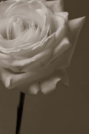 Framed Sepia Rose Print