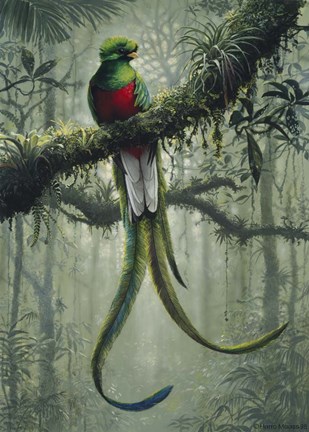 Framed Resplendent Quetzal 2 Print