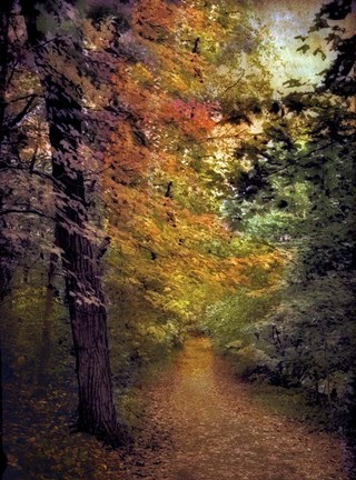 Framed Autumn Trail Print