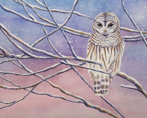 Framed Snowy Barred Owl Print