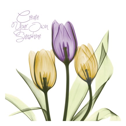 Framed Purple Sunshine Tulips Print