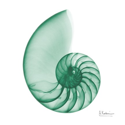 Framed Jade Water Snail 2 Print
