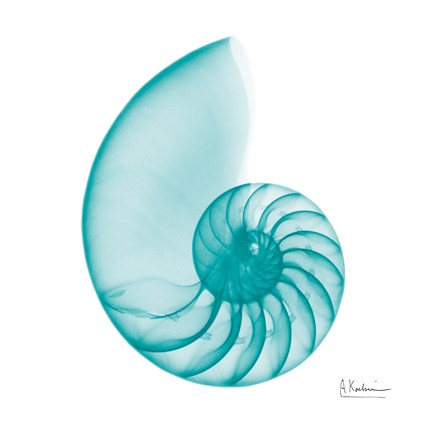 Framed Turquoise Sea Shell Print
