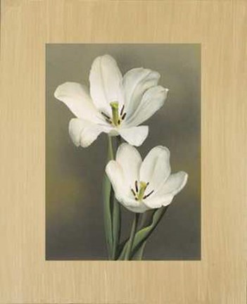 Framed Tulipani Print