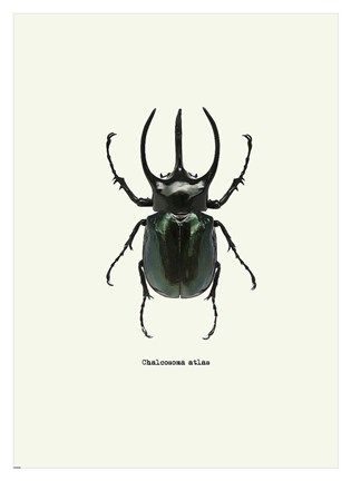 Framed Beetle Black Print