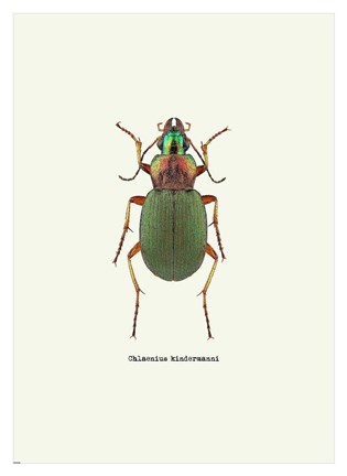 Framed Beetle Green Print