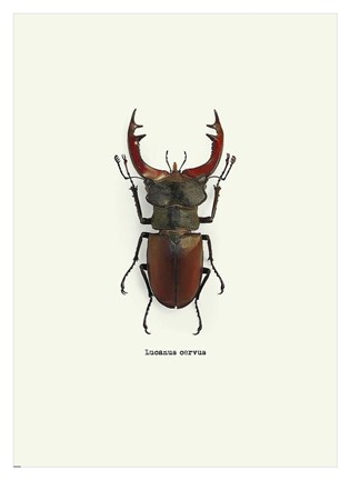Framed Beetle Red Print