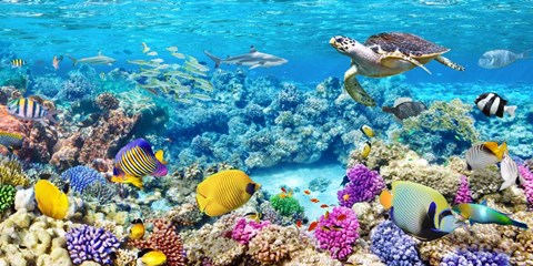 Sea Turtle and fish, Maldivian Coral Reef Art by Pangea Images at