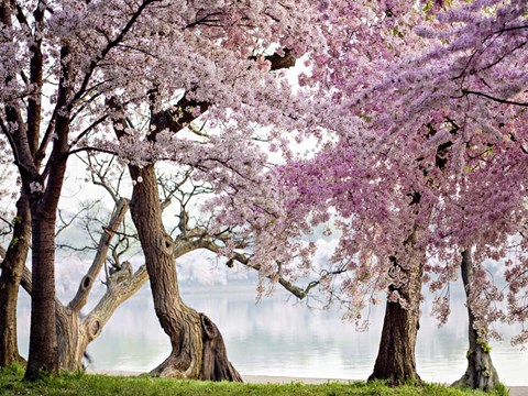 Framed Cherry trees bloom, Washington, USA Print