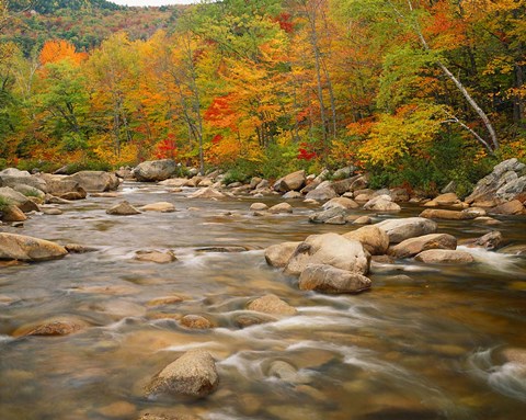 Framed River flowing through Forest in Autumn, White Mountains National Forest, New Hampshire Print