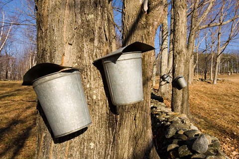 Framed Sugar maple trees in Lyme, New Hampshire Print