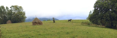 Framed Horse in a Field, Transylvania, Romania Print