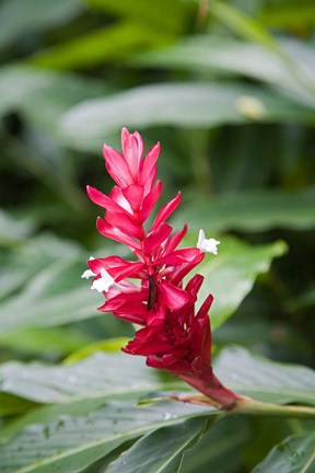 Framed Red Ginger flower, Viti Levu, Fiji Print