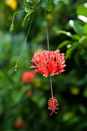 Framed Coral Hibicus flower, Taveuni, Fiji Print