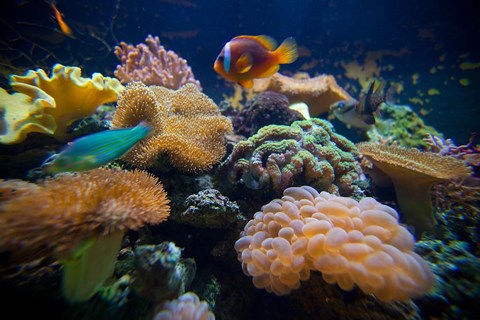 Framed Salt Water Aquarium in Vitu Levu, Fiji Print