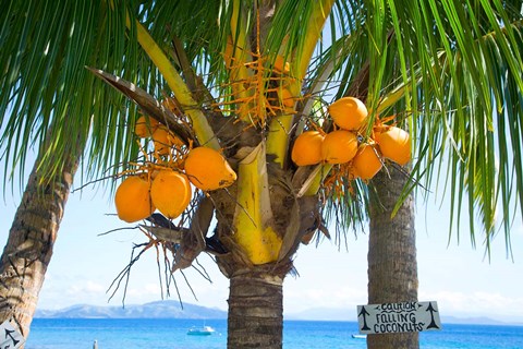 Framed Falling coconut sign, Taveuni, Fiji Print