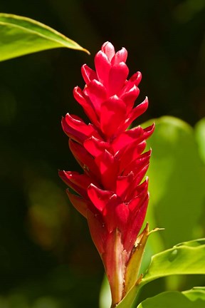Framed Red Ginger Flower (Alpinia purpurata), Nadi, Viti Levu, Fiji Print