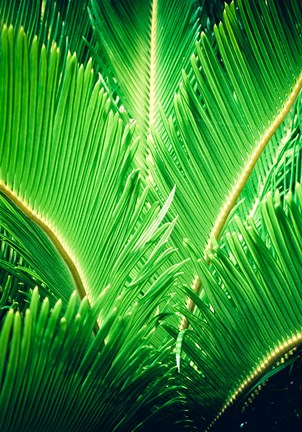 Framed Tropic Tree Print