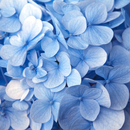 Framed Blue Flowers Print
