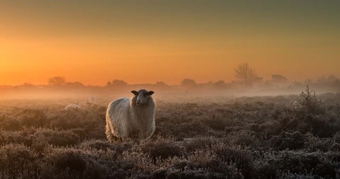 Framed Sheep In The Mist Print