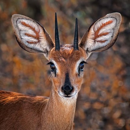 Framed Steenbok, One Of The Smallest Antelope In The World Print