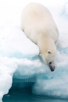 Framed Arctic Composition Print