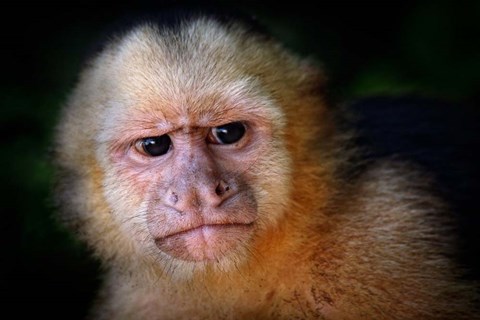 Framed Capuchin Monkey Print