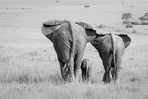 Framed Three Butts! Print