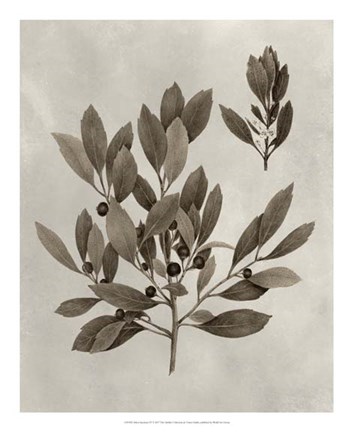 Framed Arbor Specimen IV Print