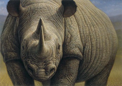 Framed Rhinos Print