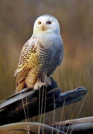 Framed Snowy Owl On Dead Log Print